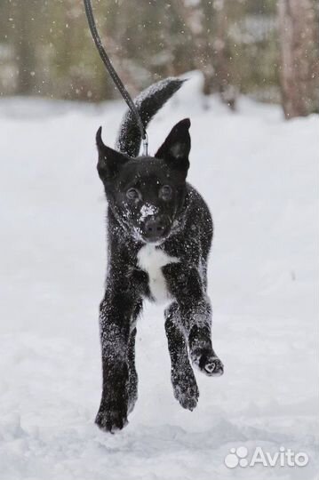 Щенок девочка Тиффани в добрые руки бесплатно