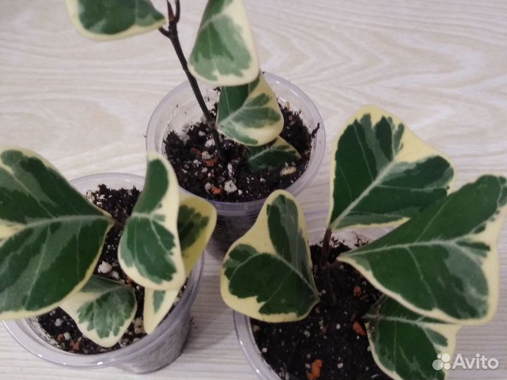 Фикус триангулярис