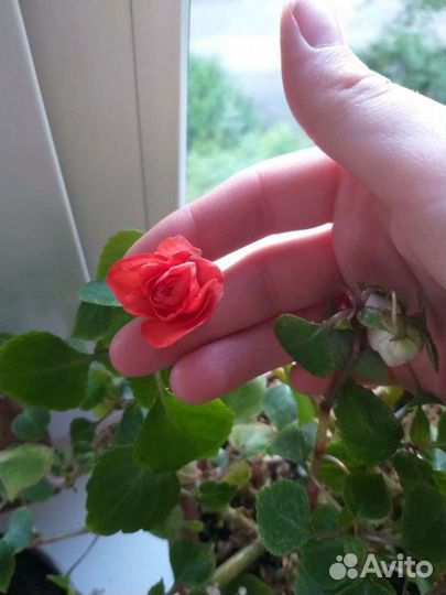 Продам монстеру