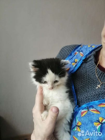 Котята в добрые руки бесплатно