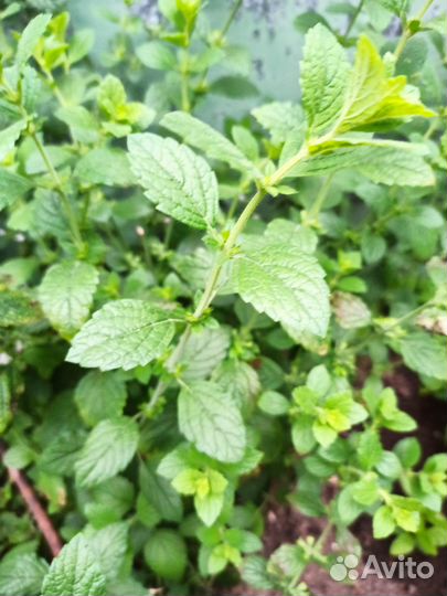 Мята, мелисса, виноград дикий