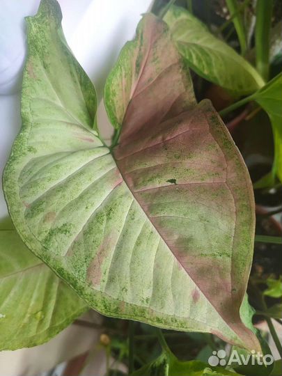 Сингониумы