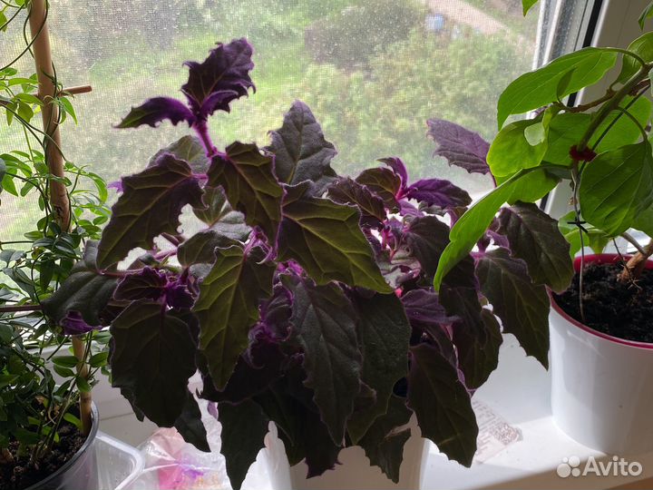 Гинура, эсхинантус мона лиза