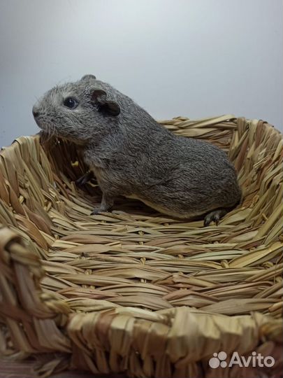 Морские свинки Гладкая