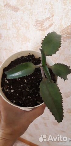 Каланхоэ лечебное