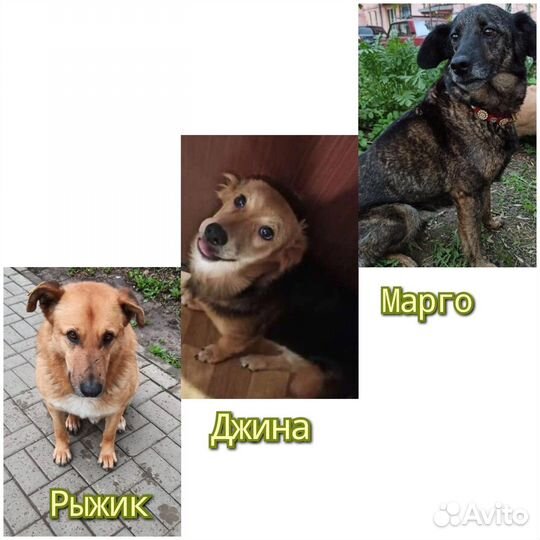 Собачки ищут добрые дома