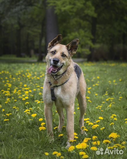 Собака ищет дом