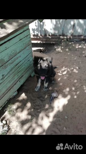 Бельгийская овчарка