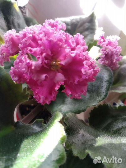 Фиалки сортовые