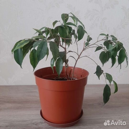 Фикус бенджамина