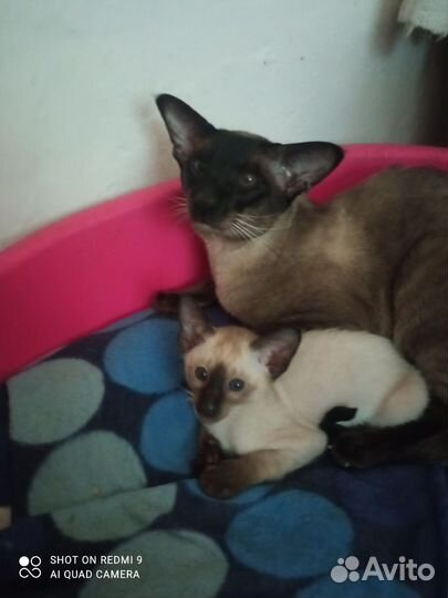 Ориентальные котята