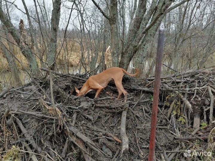 Фараонова собака