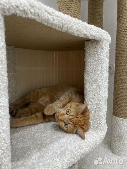 Кошка Маруся в добрые руки