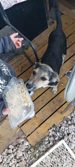 Собака дворняжка щенок