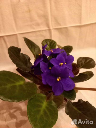 Узамбарская фиалка