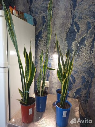 Сансевиерия