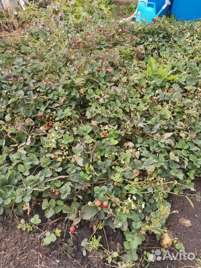 Рассада Виктория ремантадная высокоурожайная