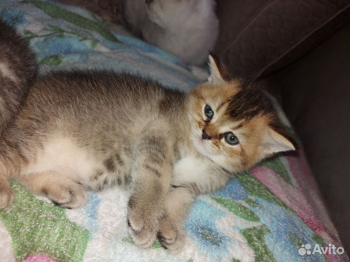 Котята Шиншиллы
