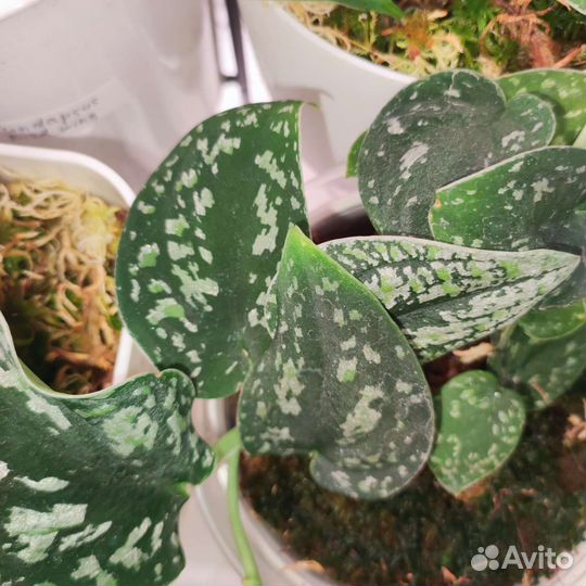 Сциндапсус триколор, Сильвер леди, пиктус