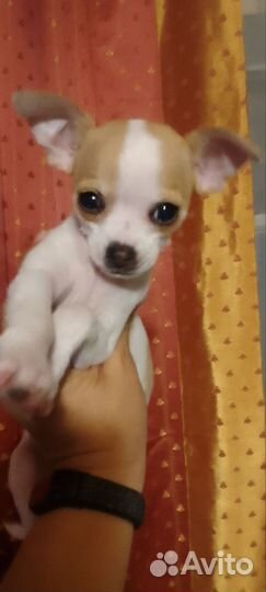 Девочка чихуахуа
