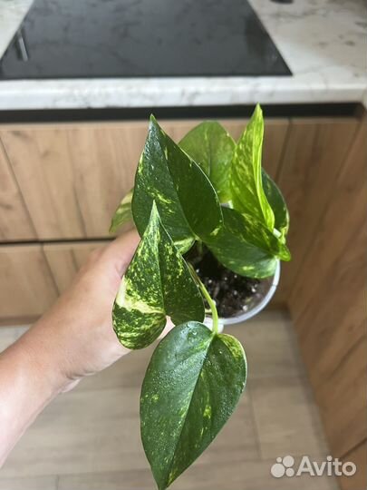 Эпипремнум, сциндапсус, филодендрон