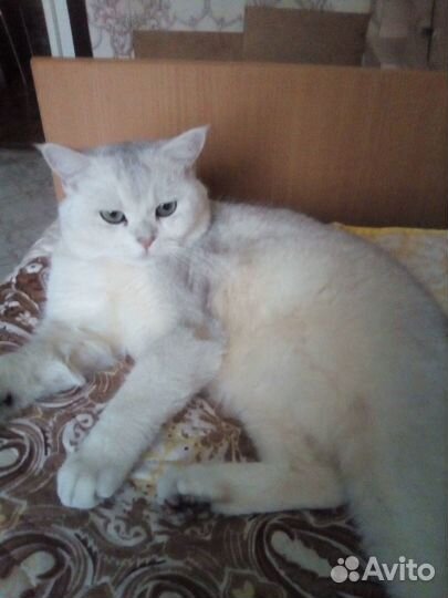 Шотландские котята и кошка