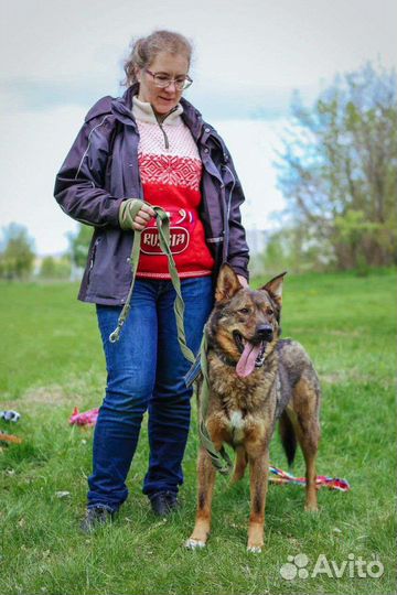 Собаки бесплатно в добрые руки