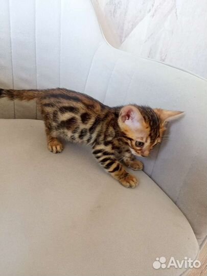 Бенгальские котята
