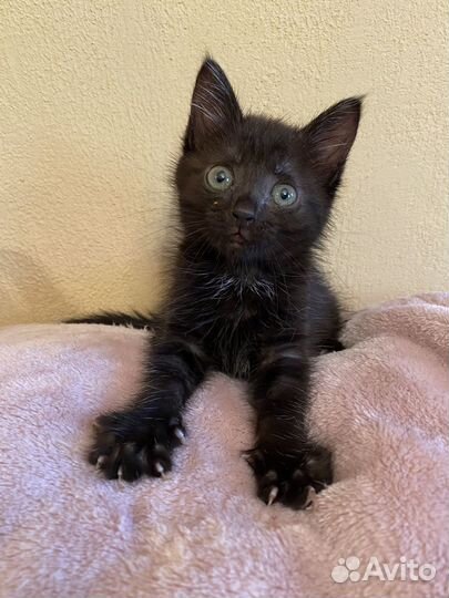 Машенька ищет дом