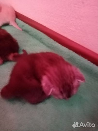 Кошка с котятами
