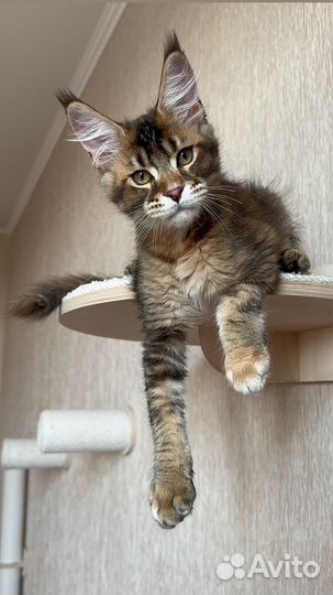 Мейн-кун девочка