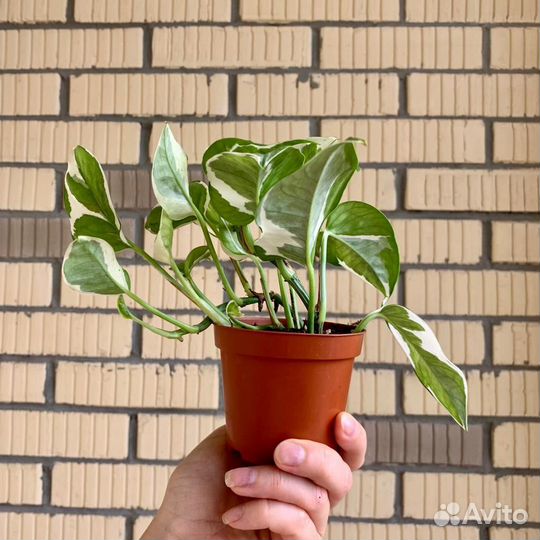 Сциндапсус н джой