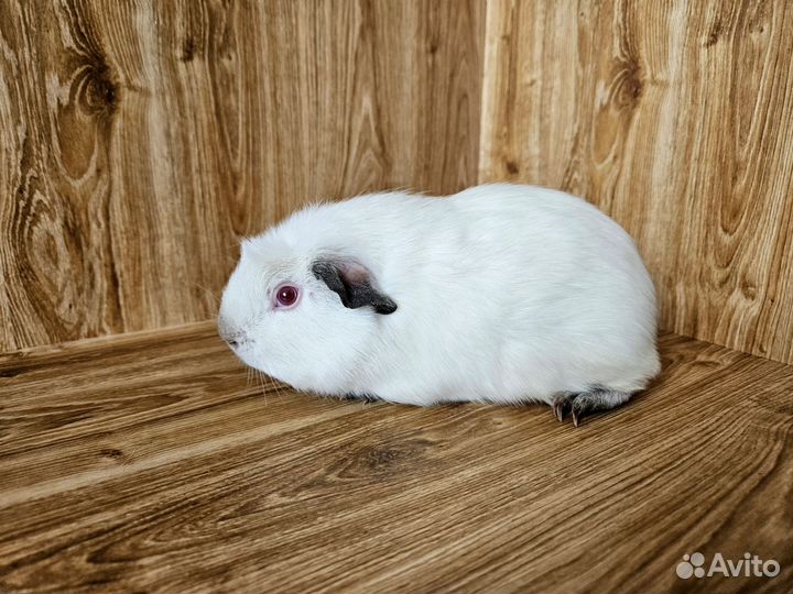 Морская свинка. Девочка