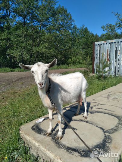 Коза дойная