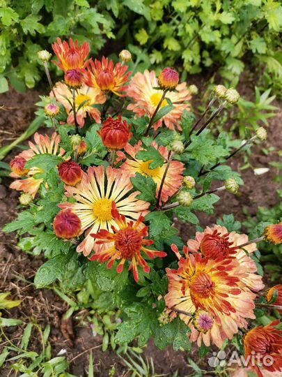 Хризантема корейская (не черенки)