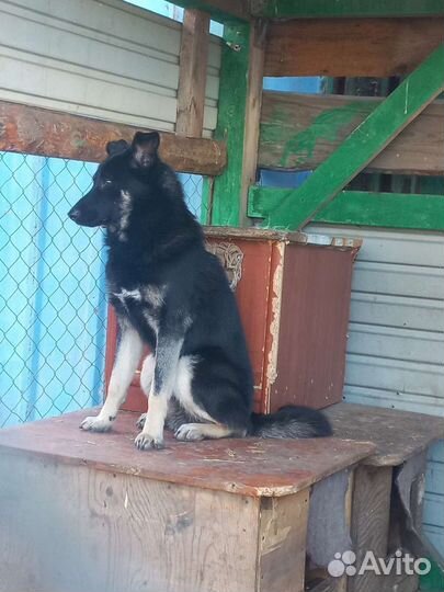 Собаки бесплатно