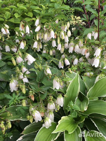 Колокольчик