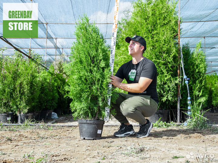 Туя колумна 1,2 м свежая копка 2023