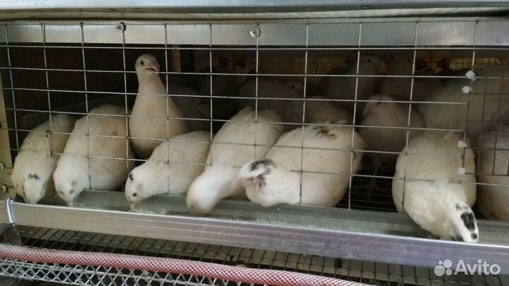 Перепёлки разных возрастов