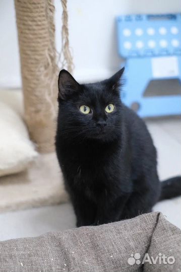 Кошечка Ночка в добрые руки