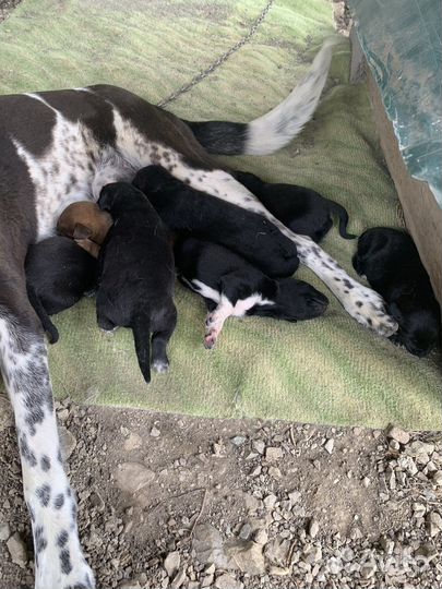 Алабай щенки в добрые руки