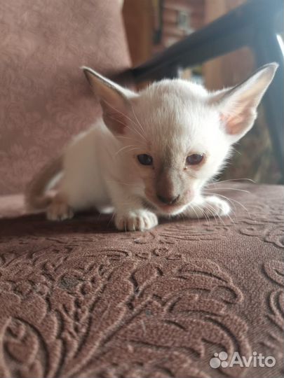 Ориентальные котята