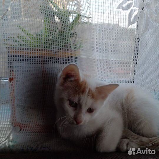 Отдам котят добрые руки