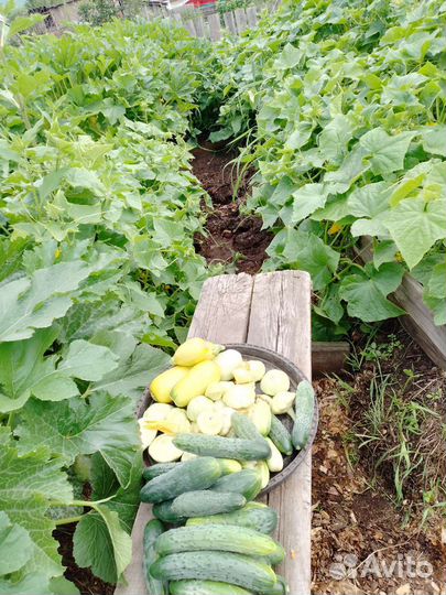 Огурцы патисоны кабачки тыква помидоры