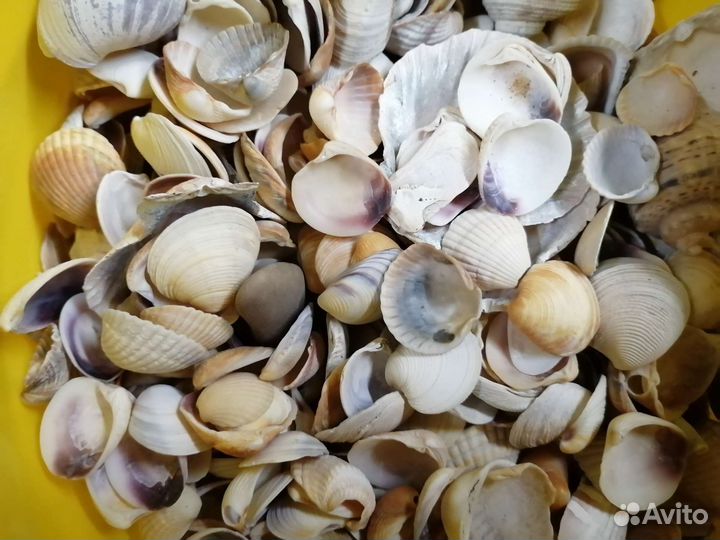 Грунт, песок, ракушки