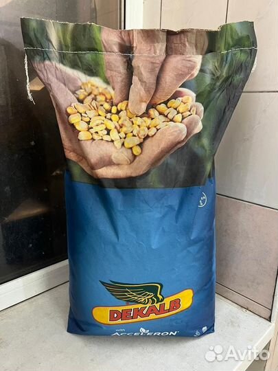 Семена кукурузы сингента и дкс