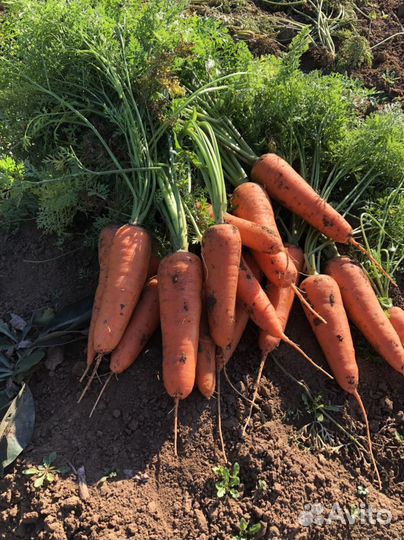 Морковь