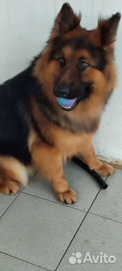 Ищем жениха на вязку