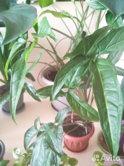 Сингониум и др