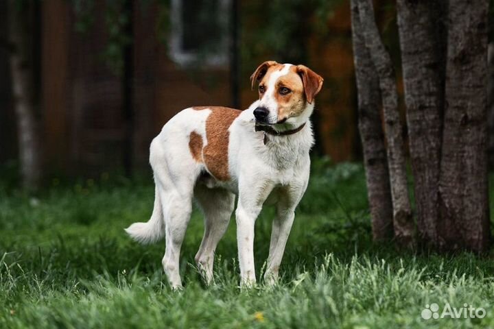 Отличный пес Рей ищет дом